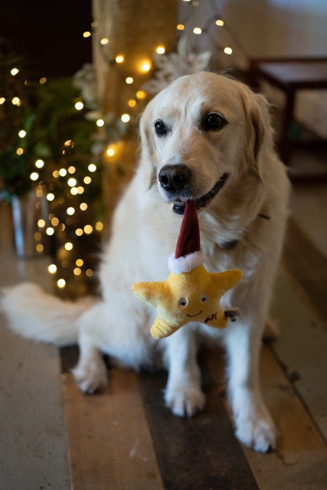 Seren Star Dog Toy