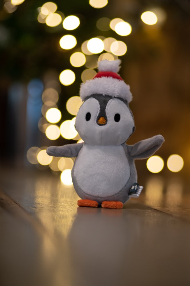 Winter Waddle Alex