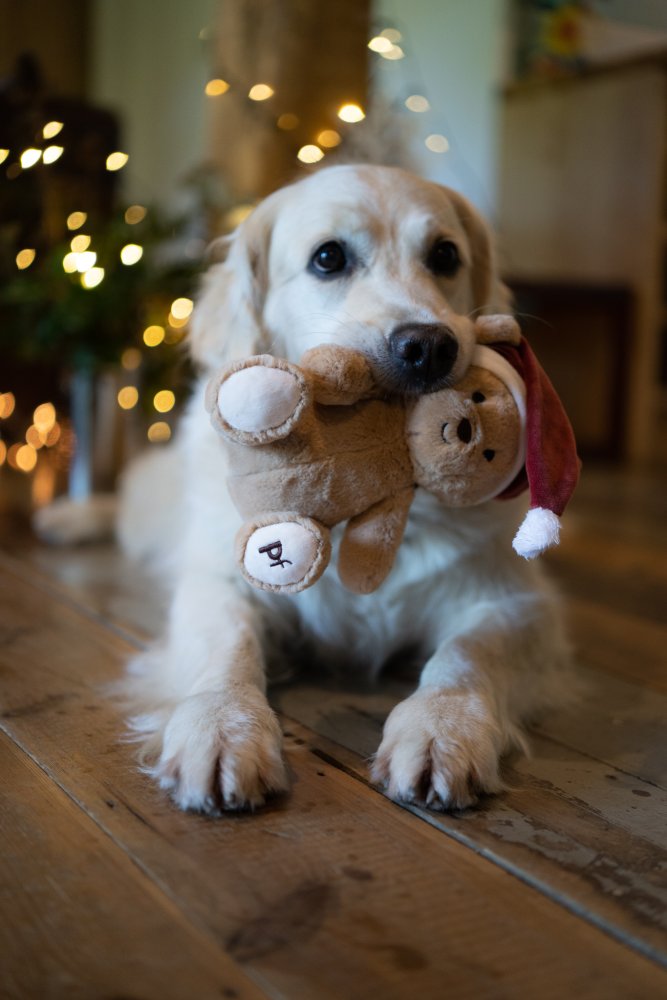 Christmas Teddy Dog Toy