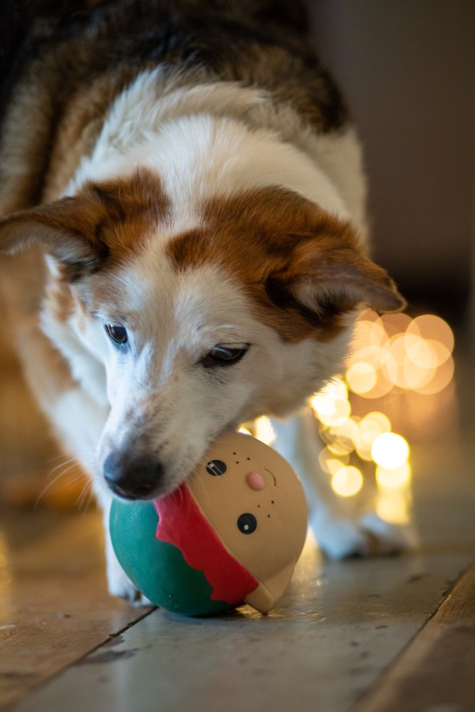Elf Ball Dog Toy
