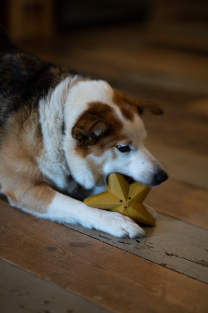 Sadie Star Dog Toy