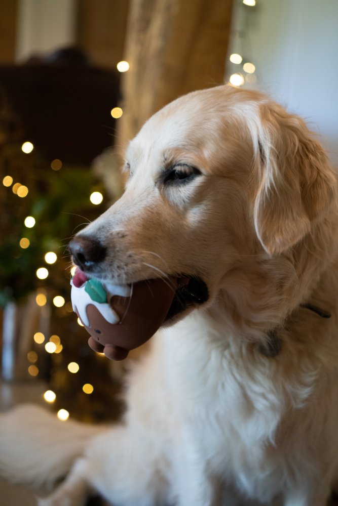 Chrissie Xmas Pudding Dog Toy