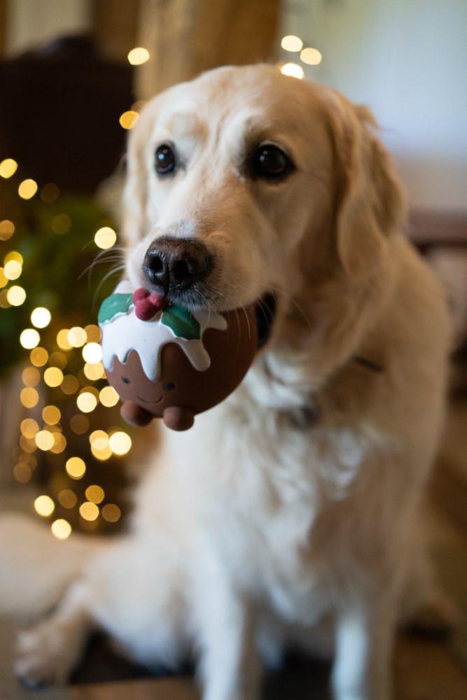 Chrissie Xmas Pudding Dog Toy