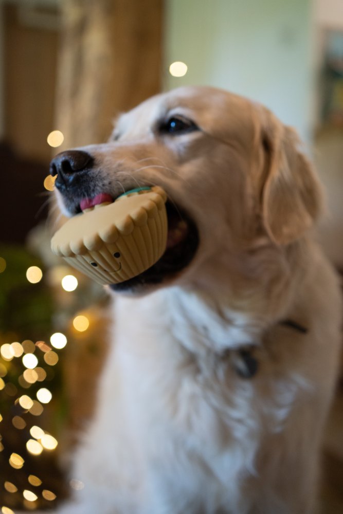 Misha Mince Pie Dog Toy