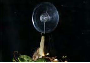 Medium Suction Cup Hooks - 6 Pack