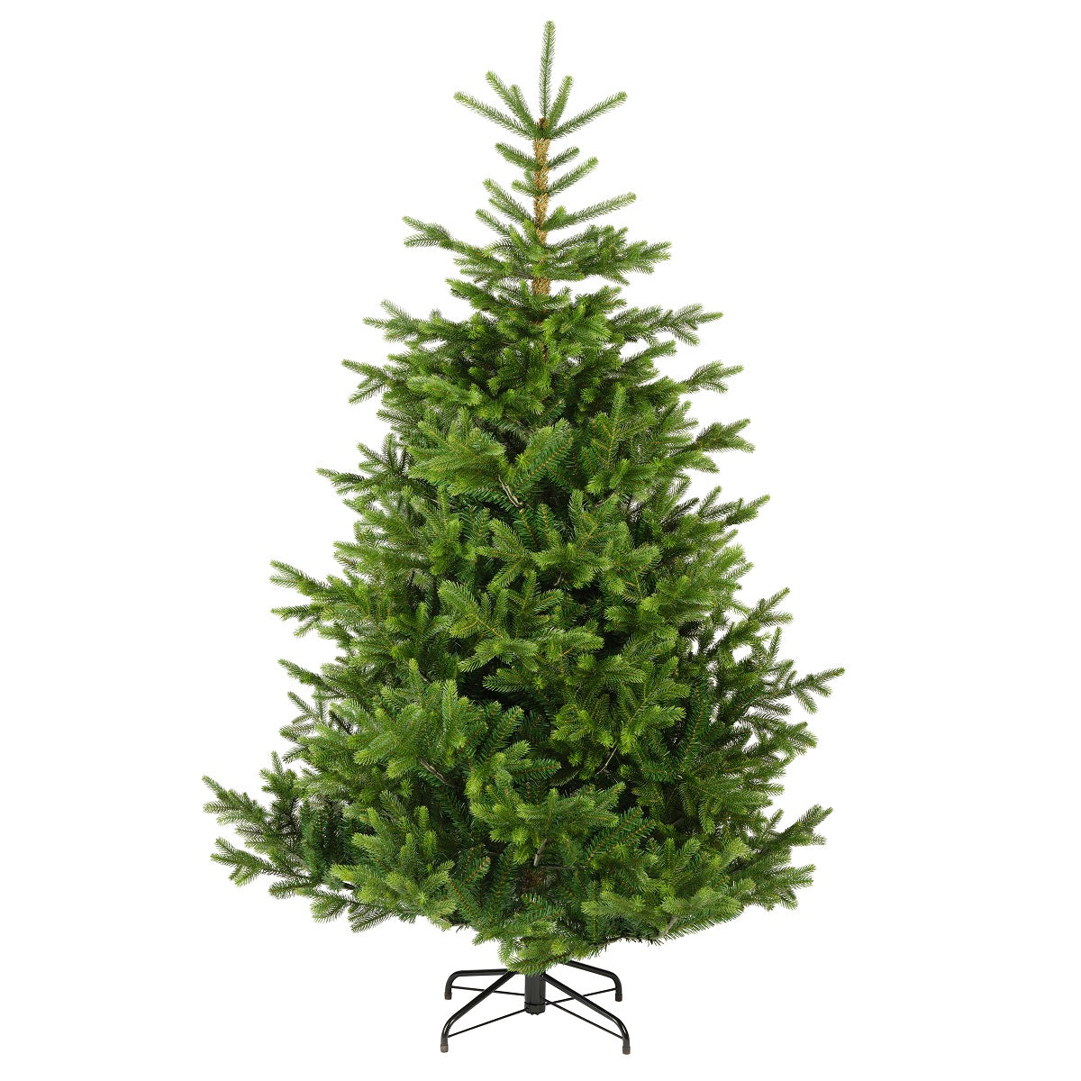 HOPETOUN FIR 7FT