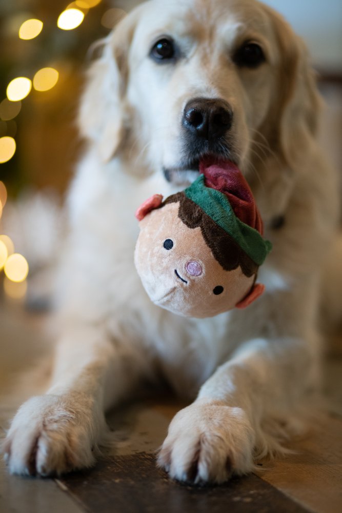 Emily Elf Squeaky Christmas Dog Ball